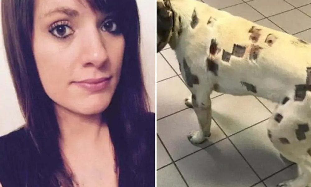 Woman found her dog covered in odd marks, but when the vet told what